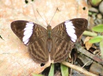 View the album E-4 Sisters Limenitidinae