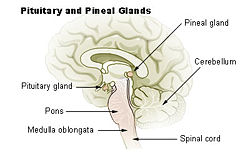 250px-Illu_pituitary_pineal_glands.jpg