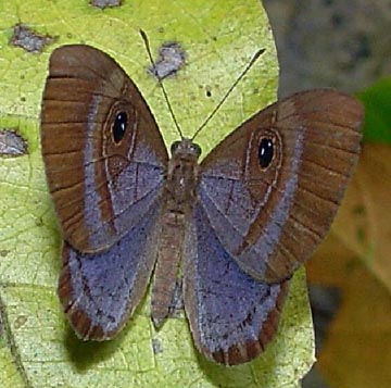 Purple-washed Eyemark (Mesosemia lamachus)