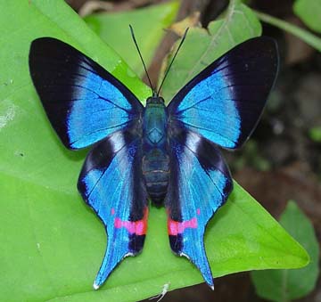 Dyson's Swoardtail (Rhetus dysonii)