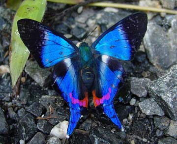 Dyson's Swoardtail (Rhetus dysonii)