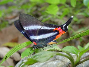 Dyson's Swoardtail (Rhetus dysonii)