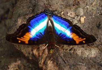 Lavinia Emperor (Doxocopa lavinia)