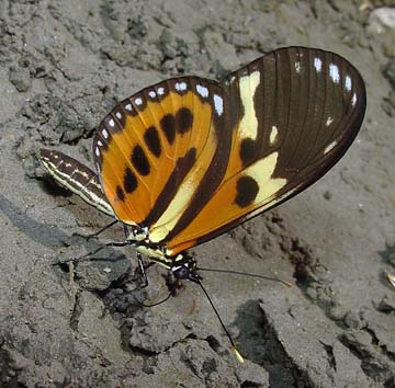 Isabella's Longwing (Eueides isabella)