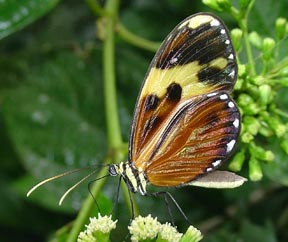 Tutia Tigerwing (Ceratinia tutia)