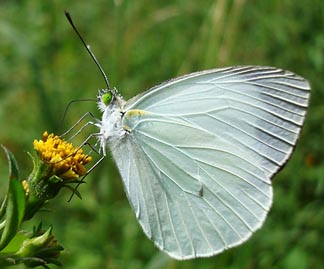 Mountain White (Leptophobia aripa)