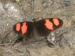 Heliconius melpomene xenoclea PERU PH GM 21OCT11 D 6702c.jpg