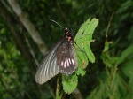 Parides neophilus MV KG 113005 PH 8097c.jpg