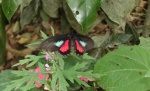 Parides neophilus PERU Villa Rica DW 27OCT11 MD 1048c.jpg