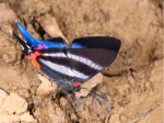 Rhetus dysonii PERU Rumiyacu TH 13NOV11 V 9166c.jpg