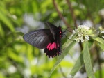 View the album P-3 Swallowtails Papilionidae