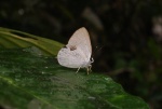 Euselasia eumenes prob PERU Rumipata hotel DW 15NOV11 3922c.jpg