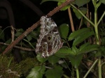 View the album P-3 Morphos & Owls Morphinae