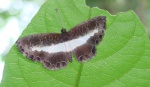 Nymphidium baeotia PERU Huallaga DW 16NOV11 4174c.jpg