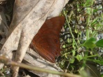 Prepona praeneste PERU abv PZ KG 25OCT11 4200' V 3695c.jpg