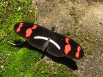 Heliconius telesiphe PERU abv PZ YCNP DvG 25OCT11 Dc.jpg