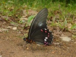 View the album P-5 Swallowtails Papilionidae