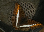 Adelpha aricia serenita PERU PH GM 18OCT1 D 6080c.jpg