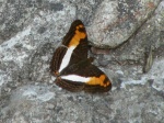 Adelpha delinita per KW PERU PH GM 18OCT11 D 6135c.jpg