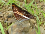 Adelpha boeotia KG 110607 CoR V 143c.jpg