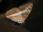 Adelpha alala PERU CoR TH 17SEP08 V 0511c.jpg