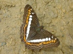 Adelpha alala negra KG 110607 CoR 309c.jpg