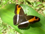 Adelpha cocala RW 120109 CoR PERUc.jpg