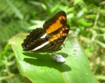 Adelpha cocala RW 120109 CoR PERU Vc.jpg