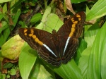 Adelpha olynthia D KG 091404 CR 439c.jpg