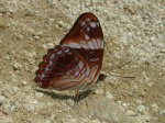 Adelpha boreas KG 110907 CoR V 042c.jpg