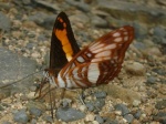 Adelpha delinita delinita per KW PERU CoR 11OCT11 V 2716c.jpg