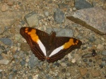 Adelpha delinita delinita per KW PERU CoR 11OCT11 D 2712c.jpg