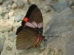 Adelpha lycorias V KG 110907 CoR 078c.jpg