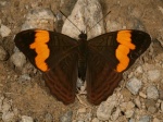 Adelpha irmina tumida PERU below CoR TH 19SEP08 900m D per KW 1223c.jpg