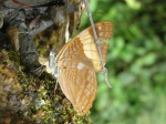 Adelpha zina irma KG 110607 CoR V 204c.jpg