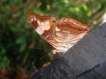 Adelpha ximena ximena EC RBR KG 22APR11 V 172c.jpg