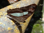 Adelpha thessalia thessalia PERU abv PZ YCNP PB 25OCT11 V 1187c.jpg