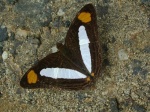 Adelpha thessalia D KG 110707 CoR 195c.jpg