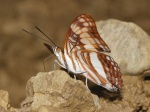 Adelpha thesprotia BBn 102509 ManuRd 3500' PERU Vc.jpg