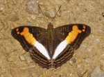 Adelpha thesprotia BBn 102509 ManuRd 3500' PERU Dc.jpg