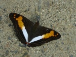 Adelpha sp 2 spts KG 110707 CoR 189c.jpg