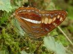 Adelpha olynthia KG 110607 CoR V 300c.jpg