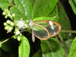 View the album P-6 Clearwings Ithomiinae