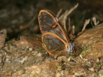 Godyris hewitsoni PERU CoR TH 18SEP08 0931c.jpg