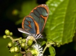 Ithomia terra RC 110407 CoR PRc.jpg