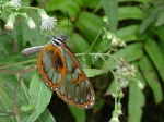 Ithomia eleonora KG 091504 CoR 079c.jpg