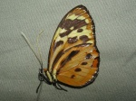 Tithorea harmonia KG 110707 CoR V 430c.jpg