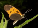 Melinaea isocomma simulator myb RW 120109 CoR PERUc.jpg