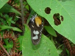 Hyalyris oulita tricolor myb KG 091404 CoR 395c.jpg