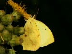 Eurema salome PERU CoR TH 17SEP08 0617c.jpg